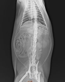 PET a base branca 25×30 cm do filme diagnóstico médico da transparência da imagem latente de X Ray